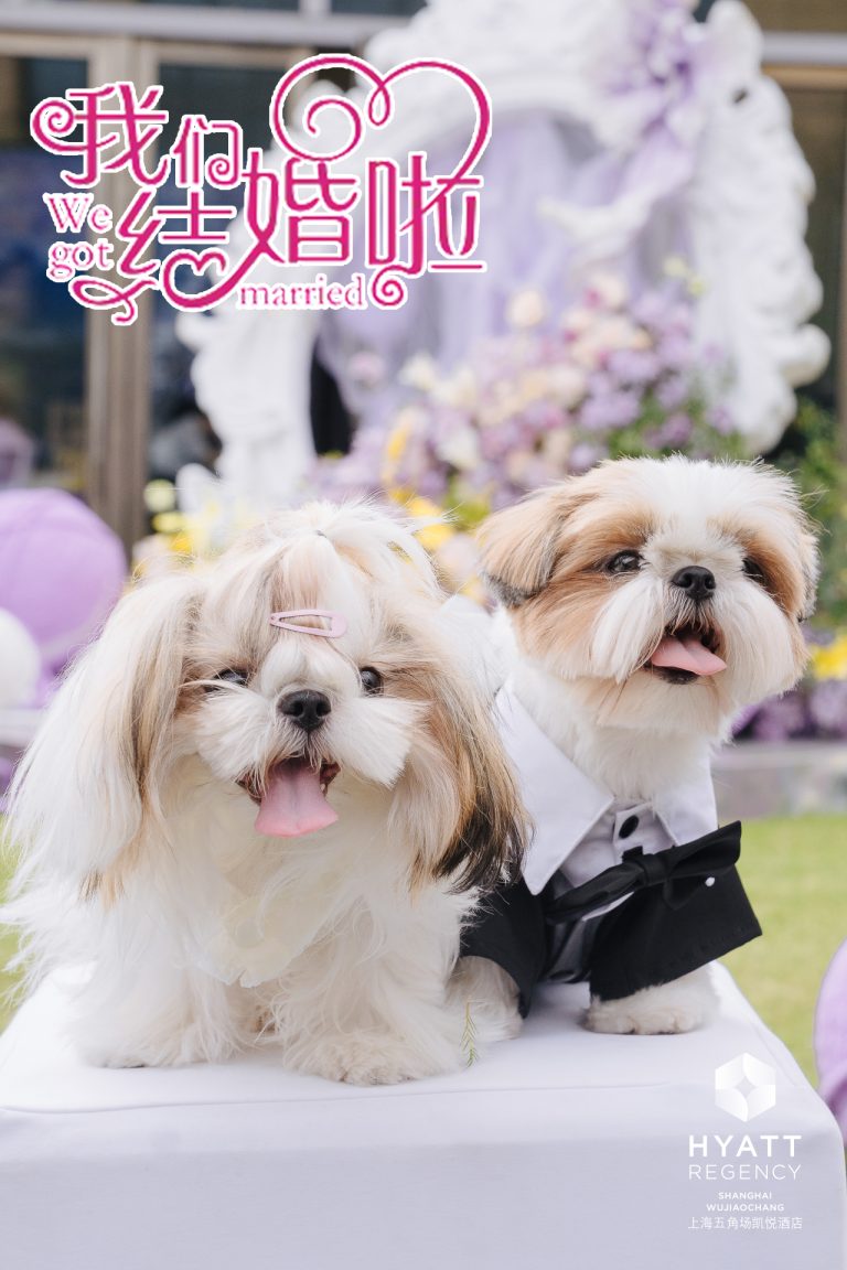 【挚爱相伴，爪印为盟】—— 专属宠物户外婚礼派对，上海五角场凯悦酒店邀您与爱宠共赴浪漫之约！